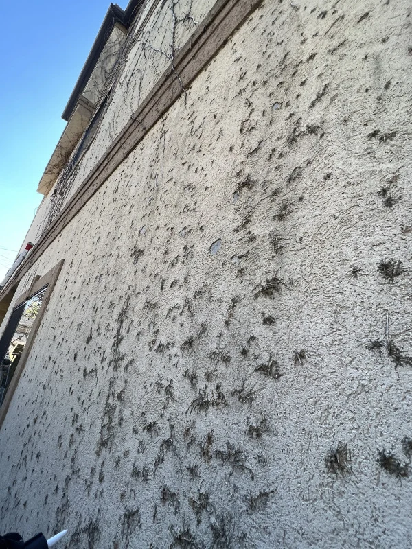 Stucco exterior with numerous dark surface marks and remaining vine material